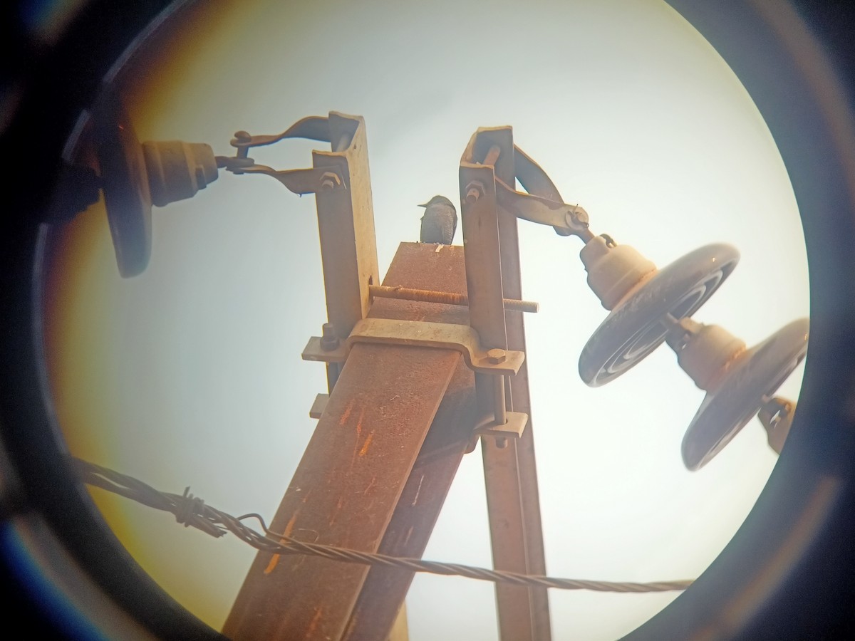 Roquero Solitario - ML645985280