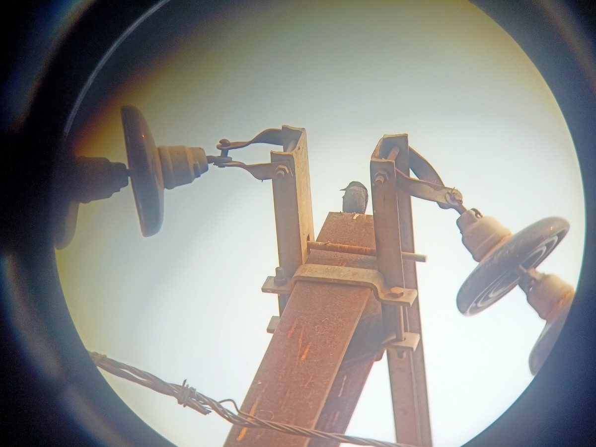 Roquero Solitario - ML645985281