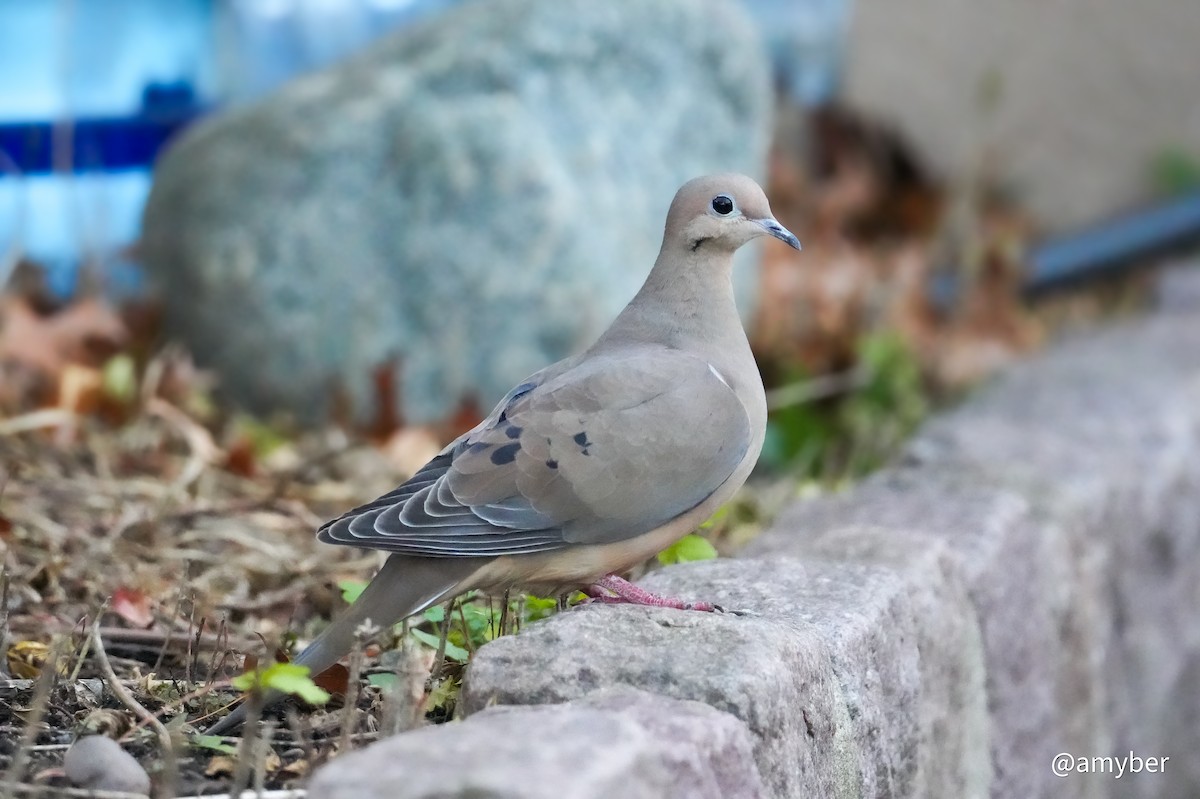 Zenaida Huilota - ML645985282