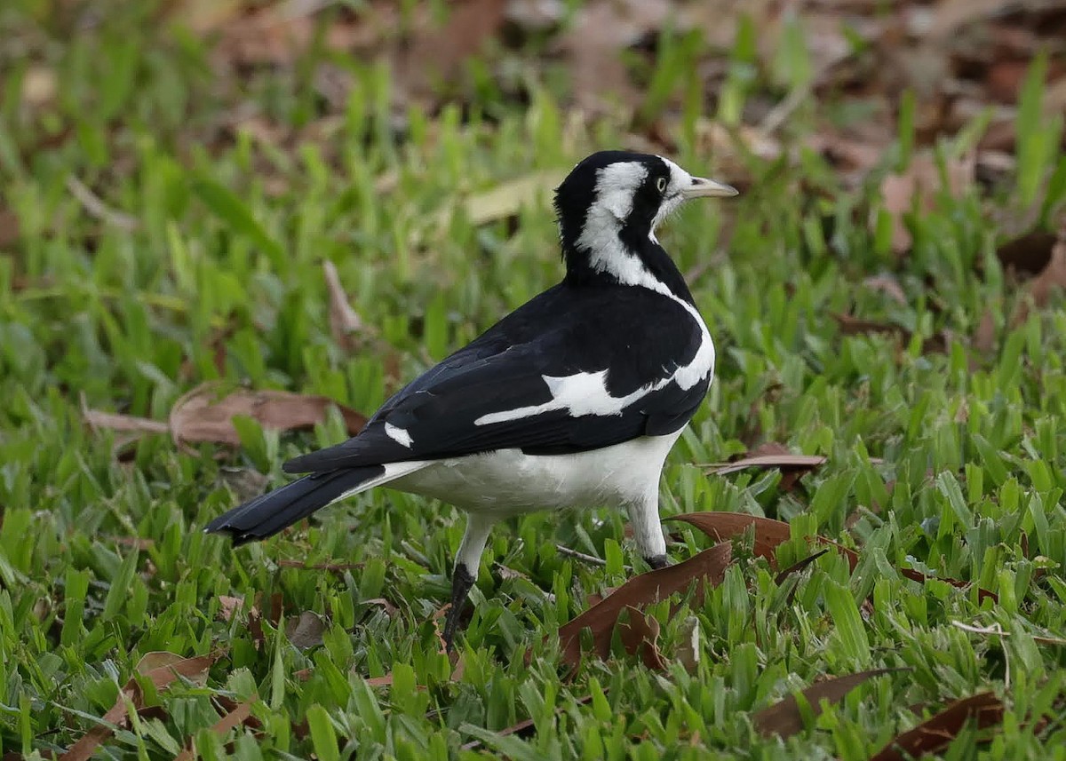 Grallina Australiana - ML645985283