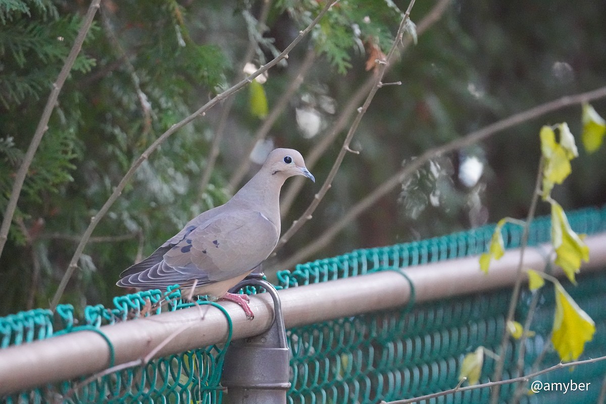 Zenaida Huilota - ML645985284