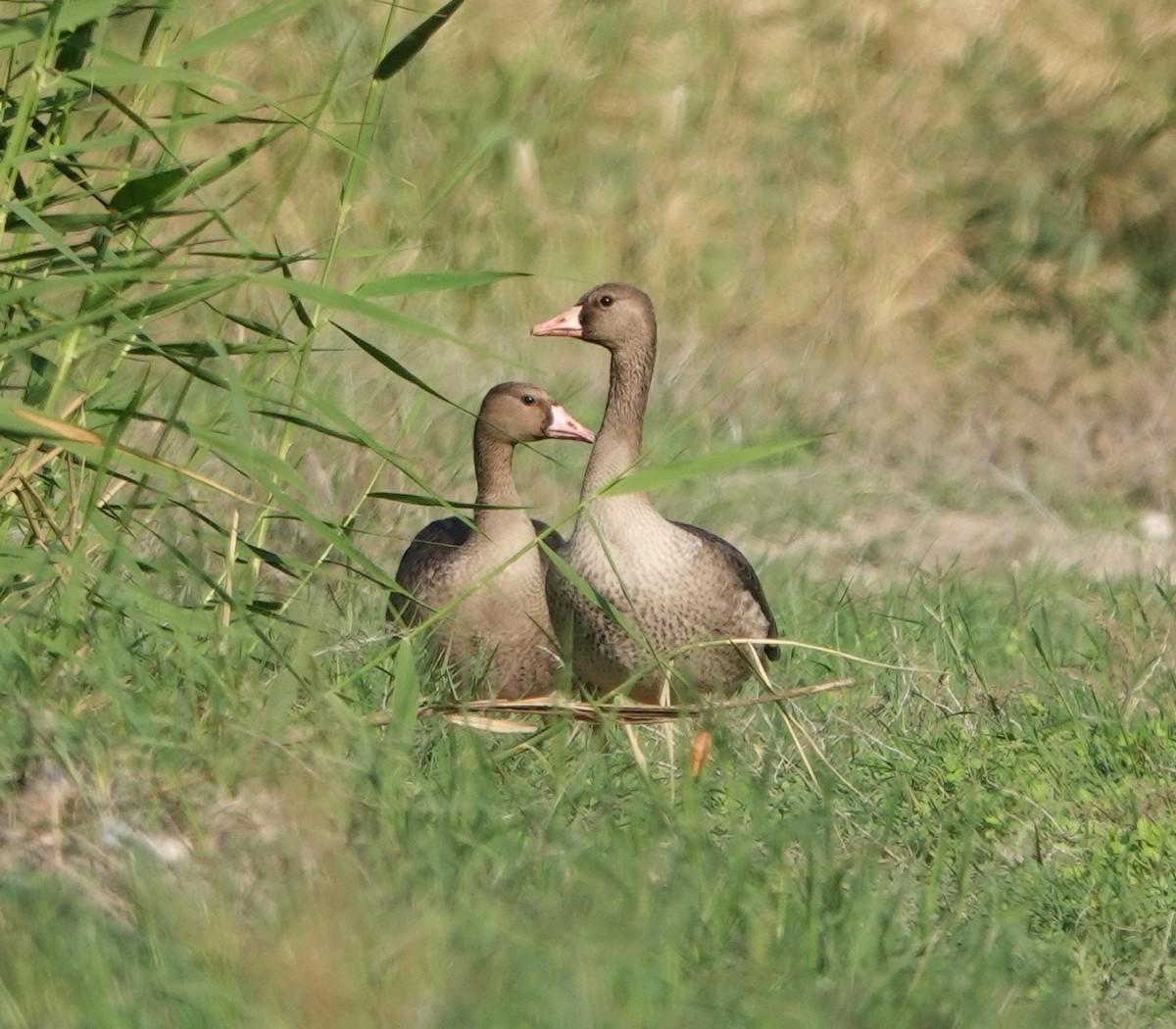 Ánsar Careto - ML645985286