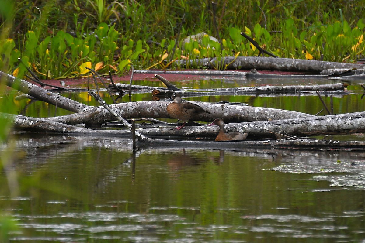 Brazilian Teal - ML645985287