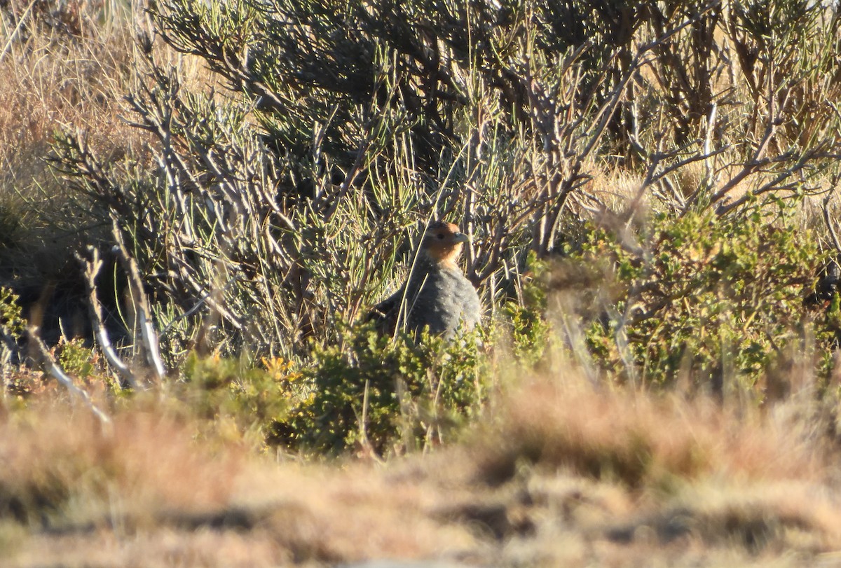 Perdiz Pardilla - ML645985288