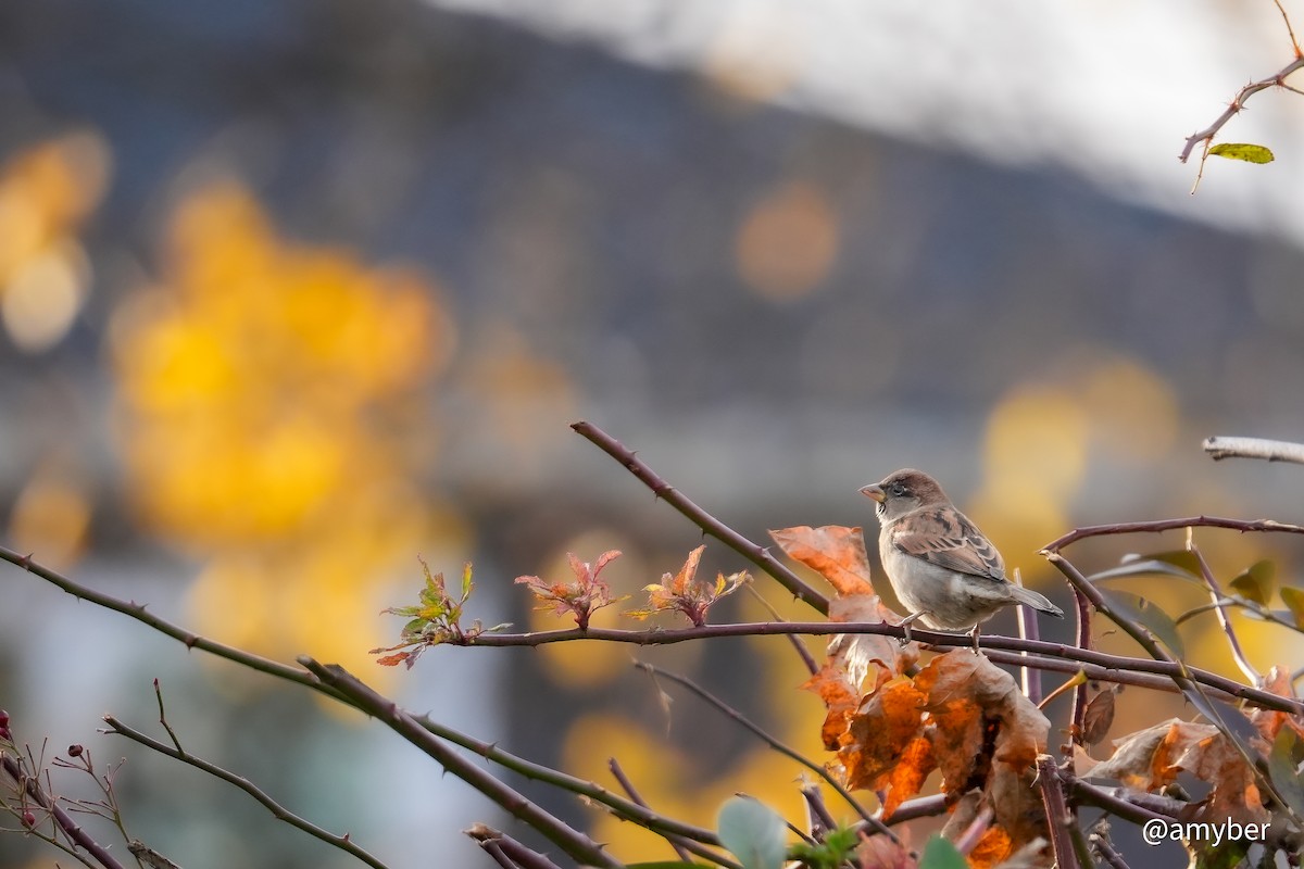 Gorrión Común - ML645985290