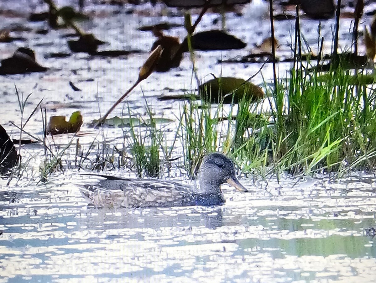 Canapiglia - ML645985291