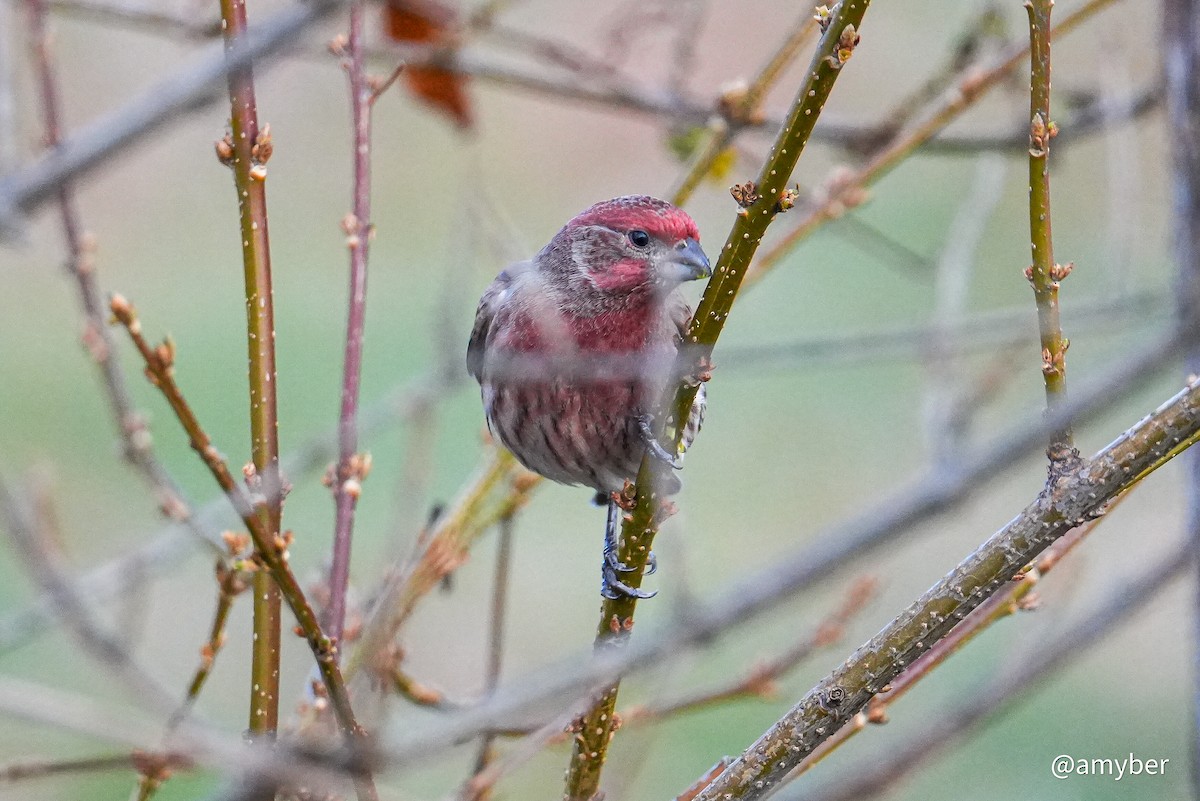 House Finch - ML645985293