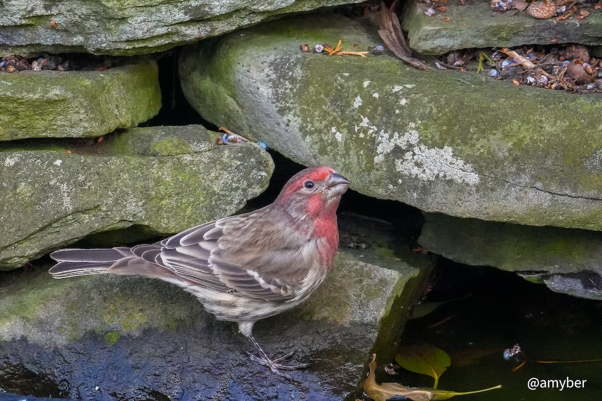House Finch - ML645985294