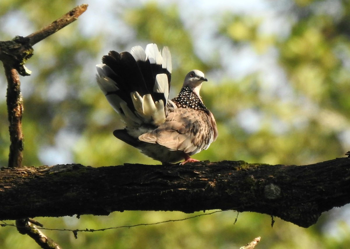 Spotted Dove - ML645985296