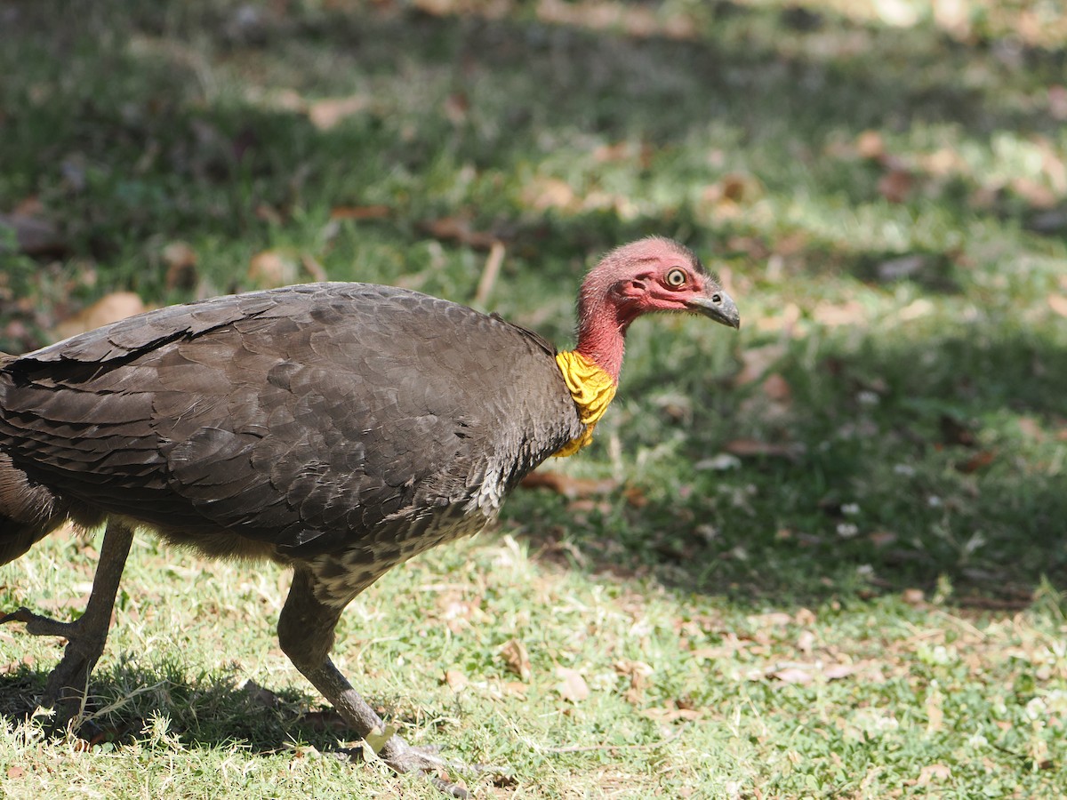 Australian Brushturkey - ML645985297