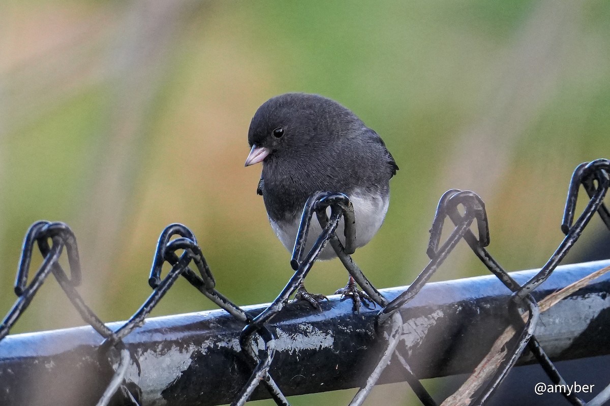 Dark-eyed Junco - ML645985298