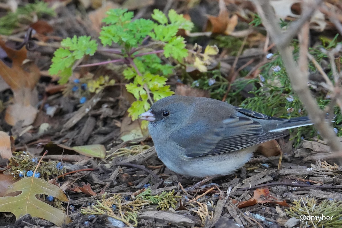 Dark-eyed Junco - ML645985299