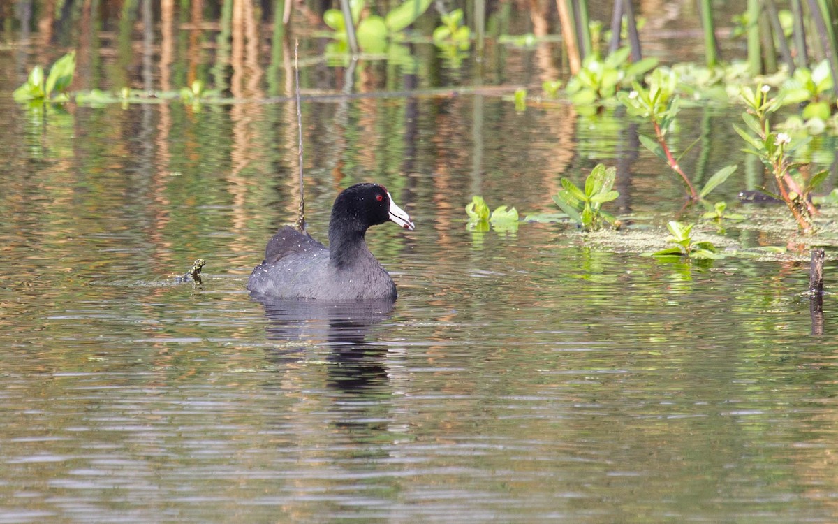 American Coot - ML645985300