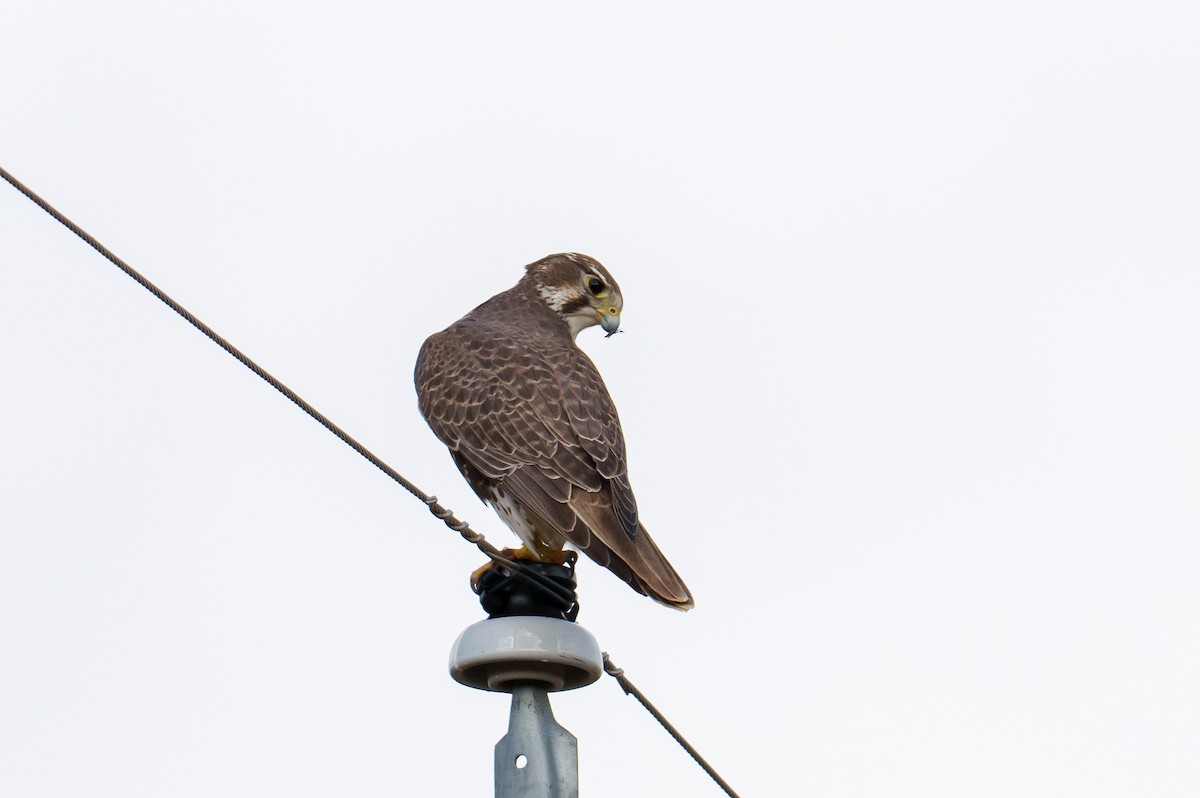Prairie Falcon - ML645985301