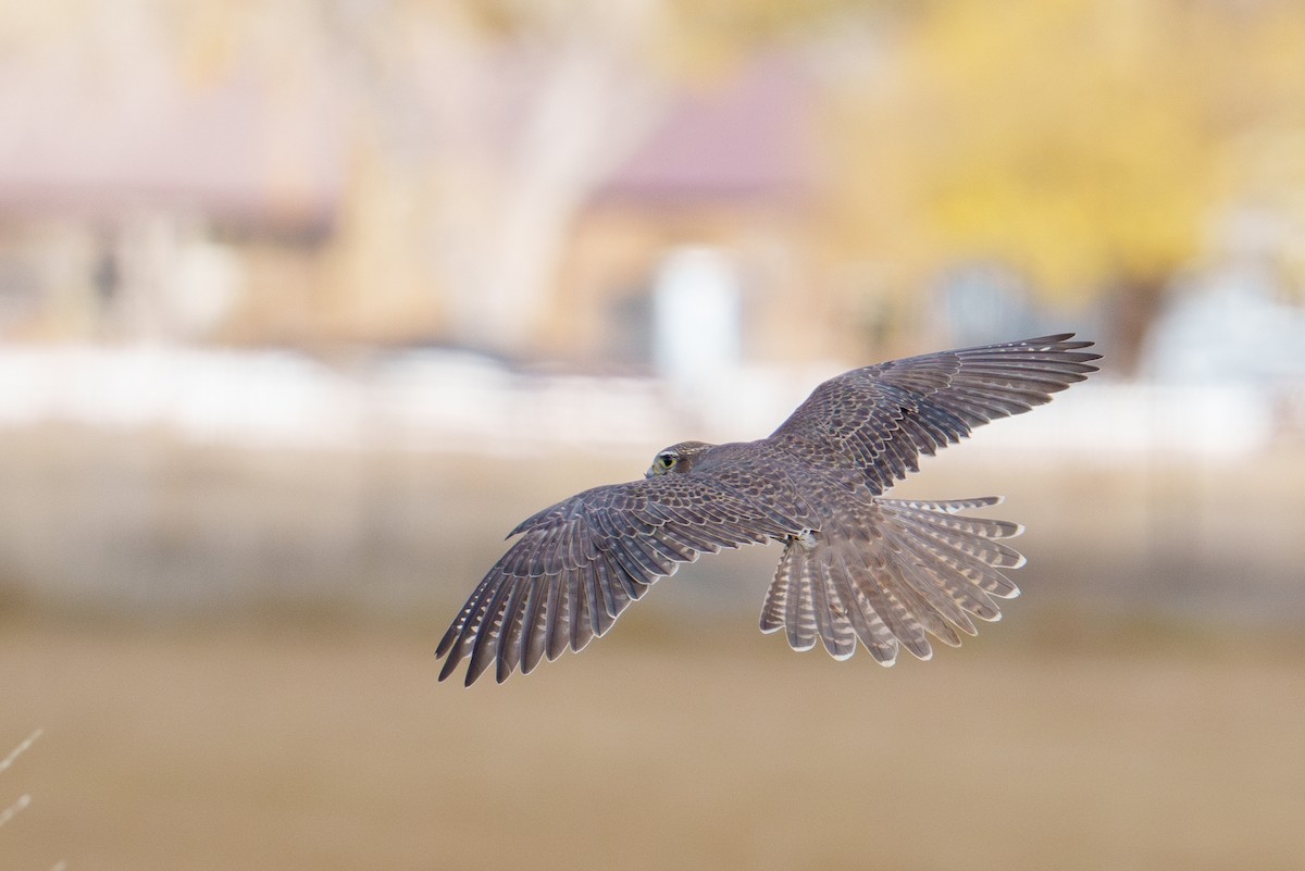 Prairie Falcon - ML645985302