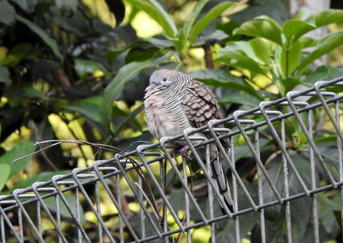 Zebra Dove - ML645985303