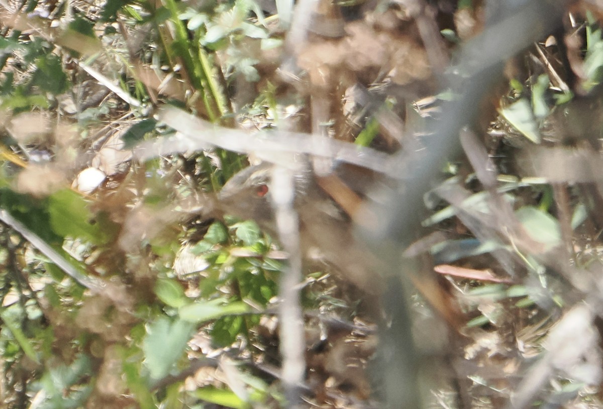 Pheasant Coucal - ML645985304