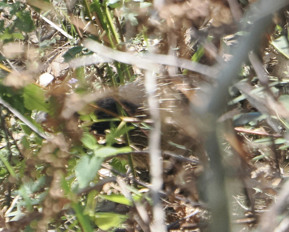 Pheasant Coucal - ML645985305