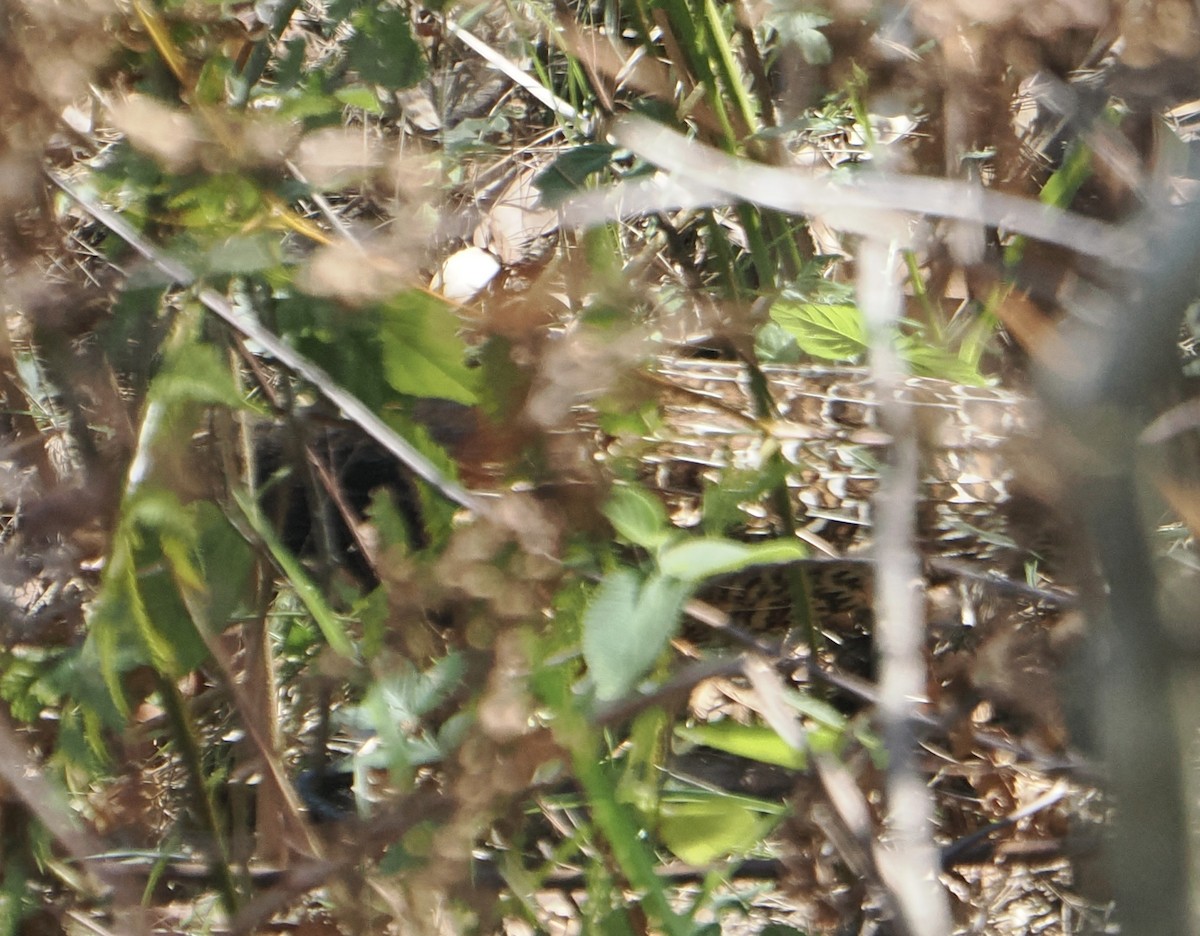 Pheasant Coucal - ML645985306