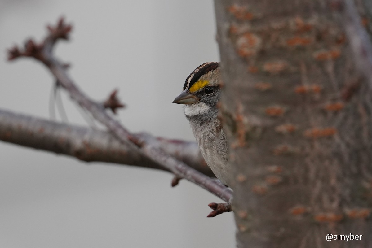 White-throated Sparrow - ML645985307