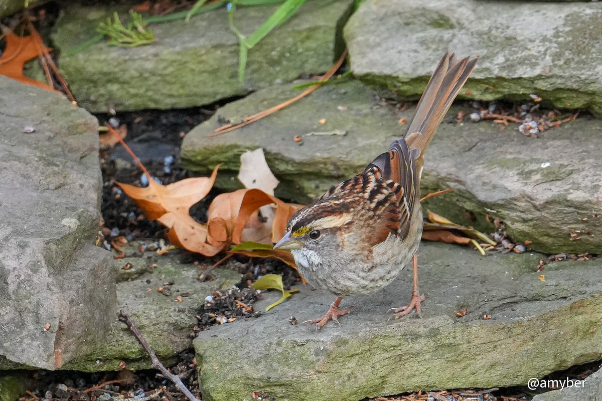 White-throated Sparrow - ML645985308