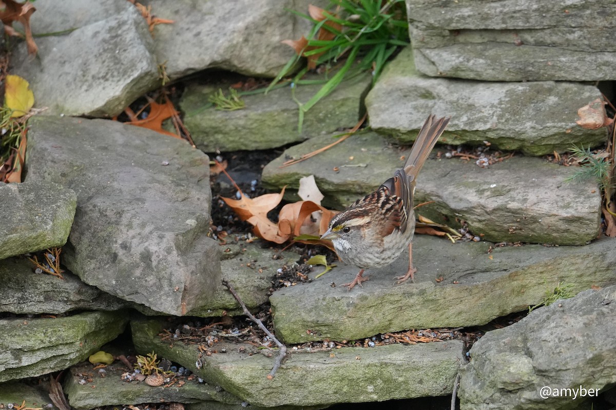 White-throated Sparrow - ML645985309