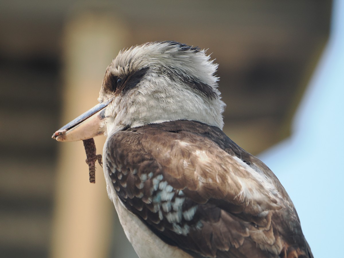 Laughing Kookaburra - ML645985311