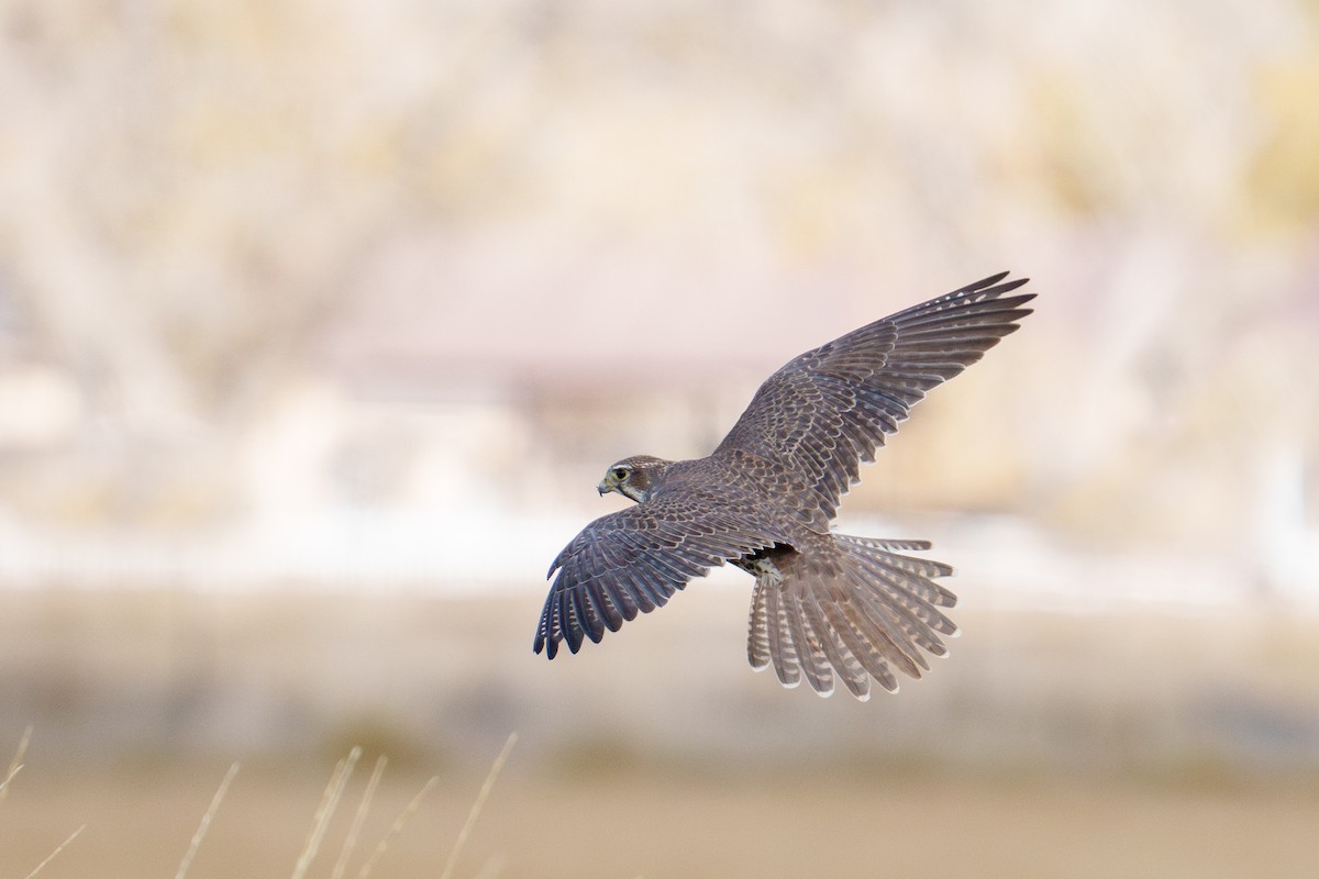 Prairie Falcon - ML645985312