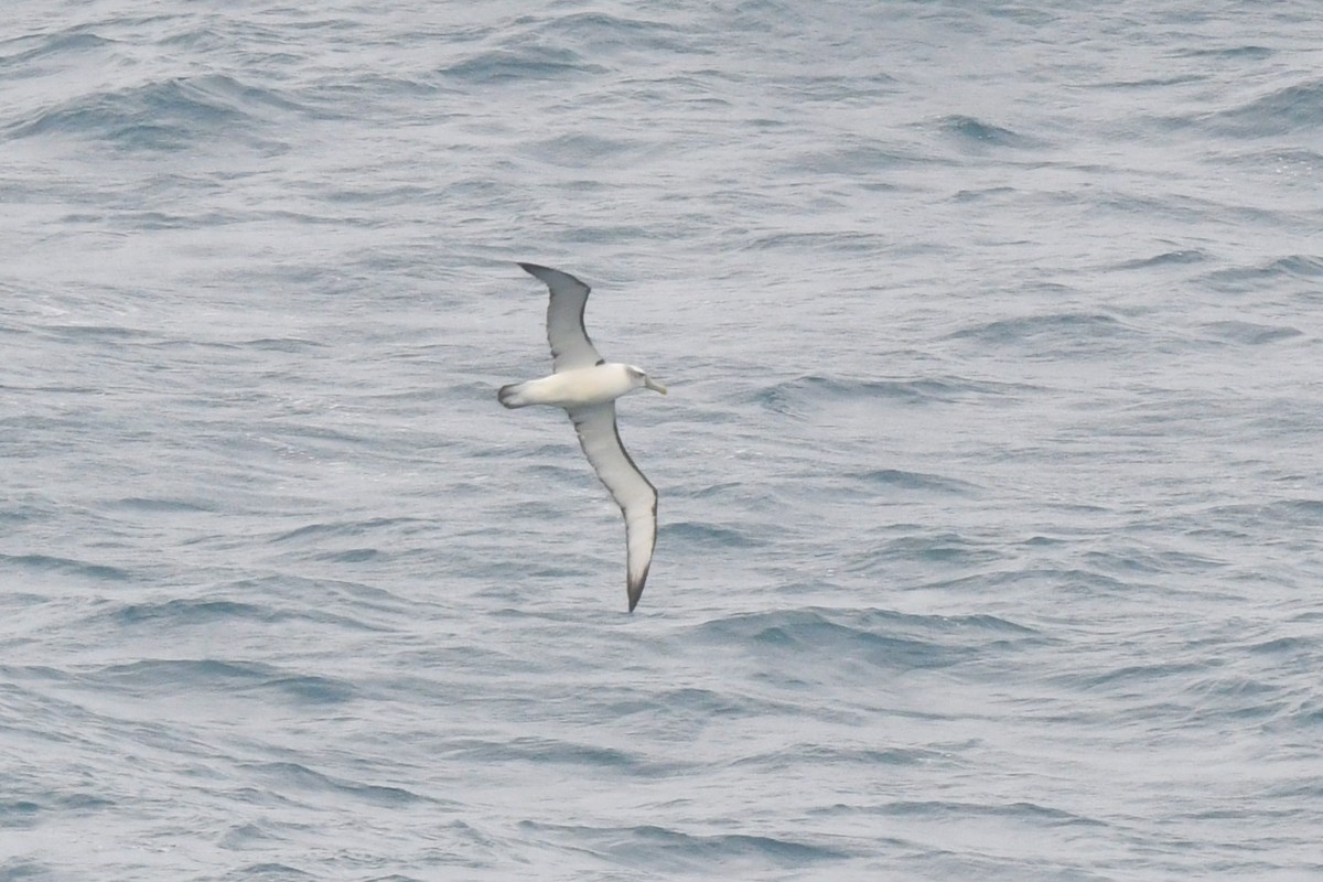 White-capped Albatross - ML645985313