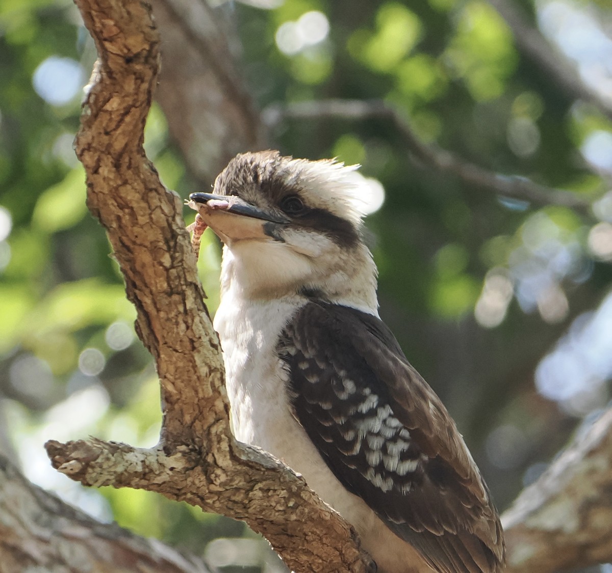 Laughing Kookaburra - ML645985314