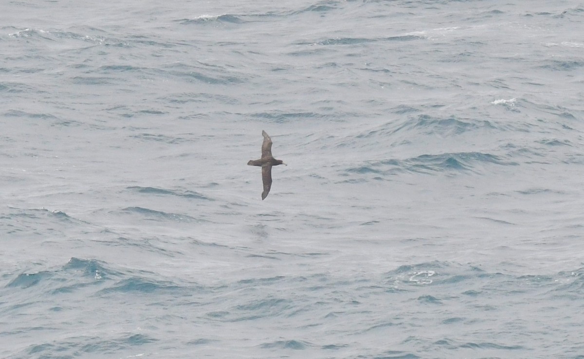 Northern Giant-Petrel - ML645985315