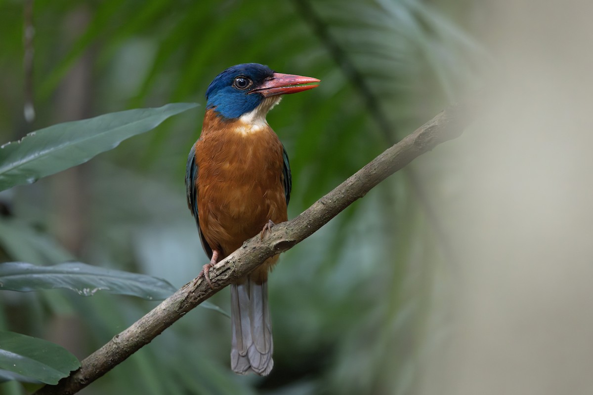 Green-backed Kingfisher (Blue-headed) - ML645985317