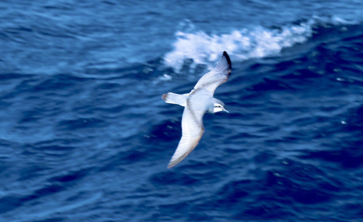 Slender-billed Prion - ML645985318