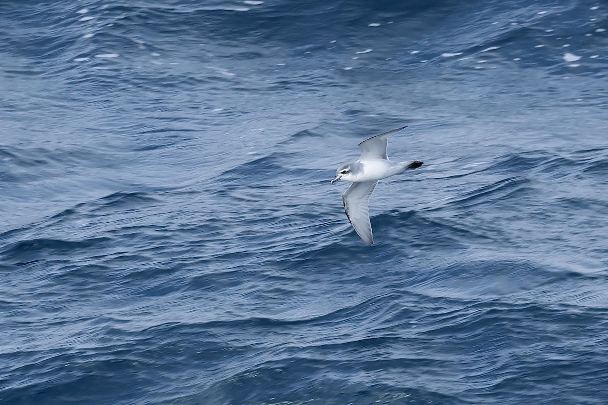 Slender-billed Prion - ML645985319