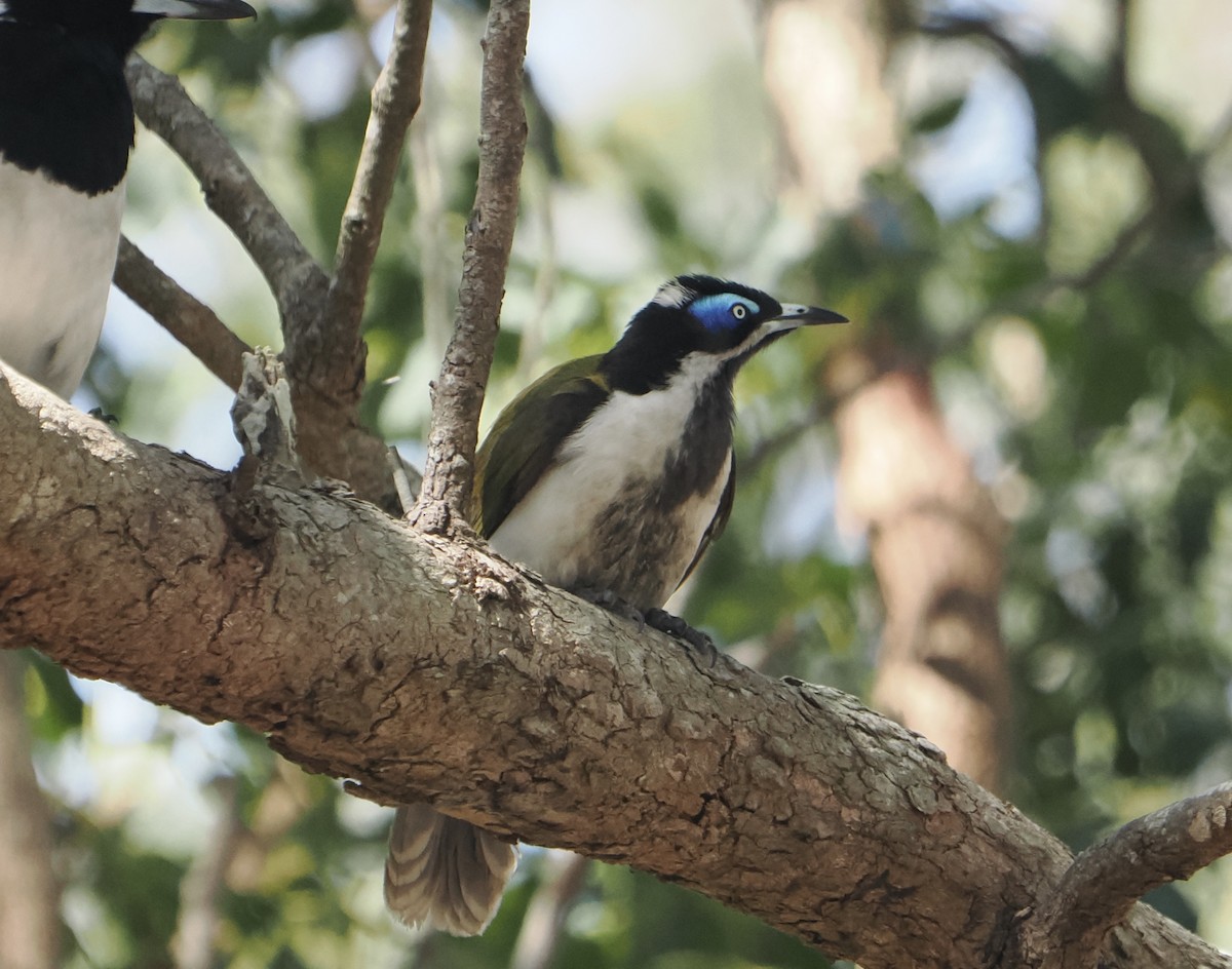 Blue-faced Honeyeater - ML645985320