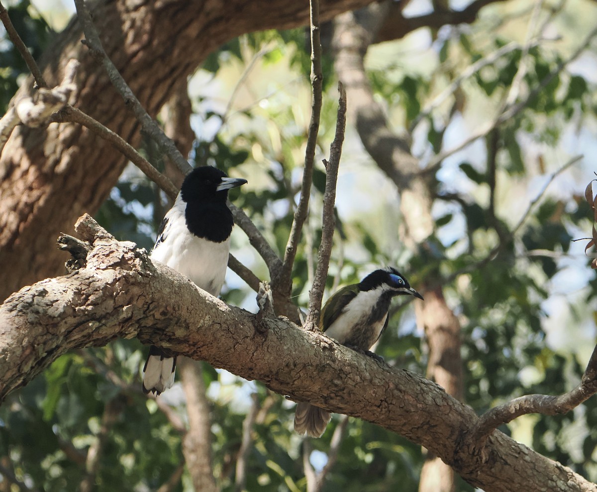 Blue-faced Honeyeater - ML645985321