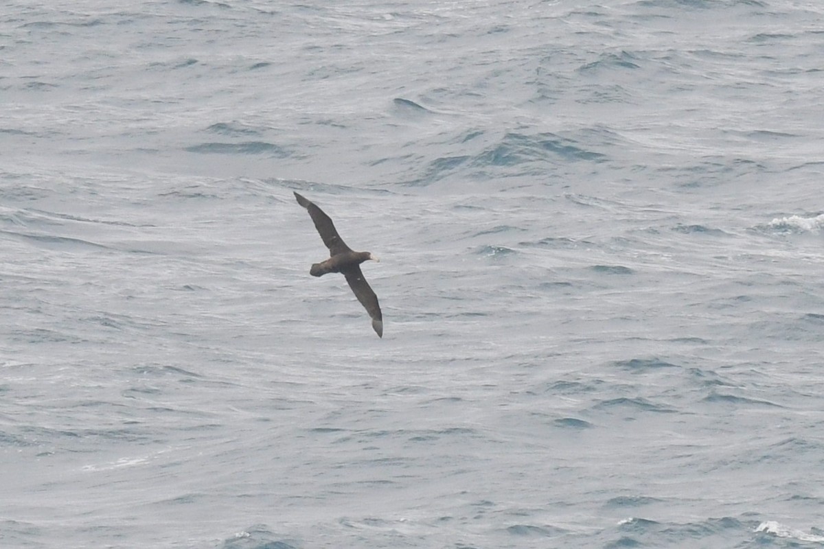 Northern Giant-Petrel - ML645985322