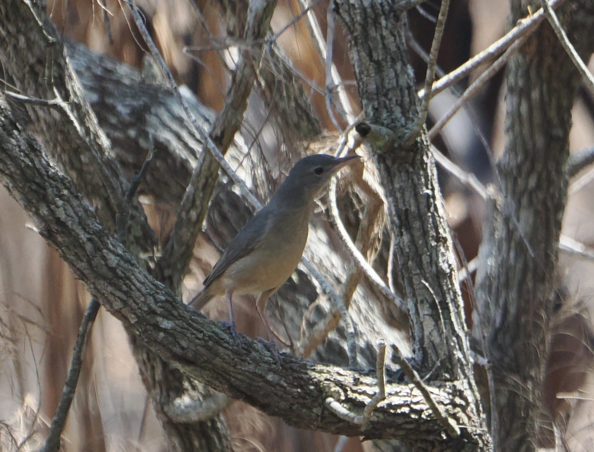 Little Shrikethrush (Rufous) - ML645985324