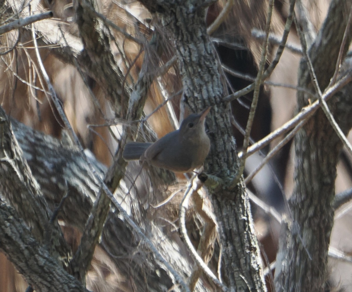 Little Shrikethrush (Rufous) - ML645985325