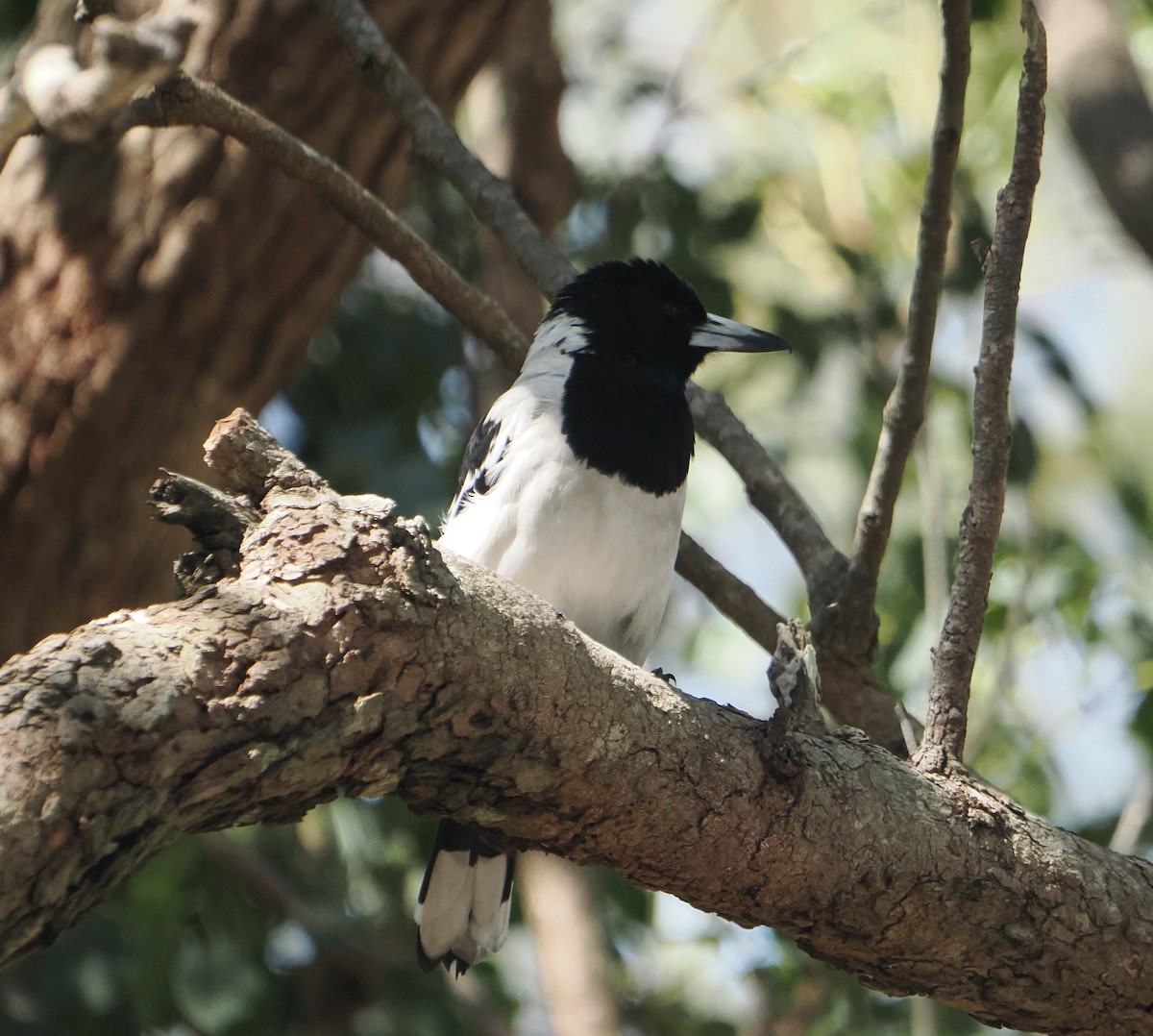 Pied Butcherbird - ML645985326