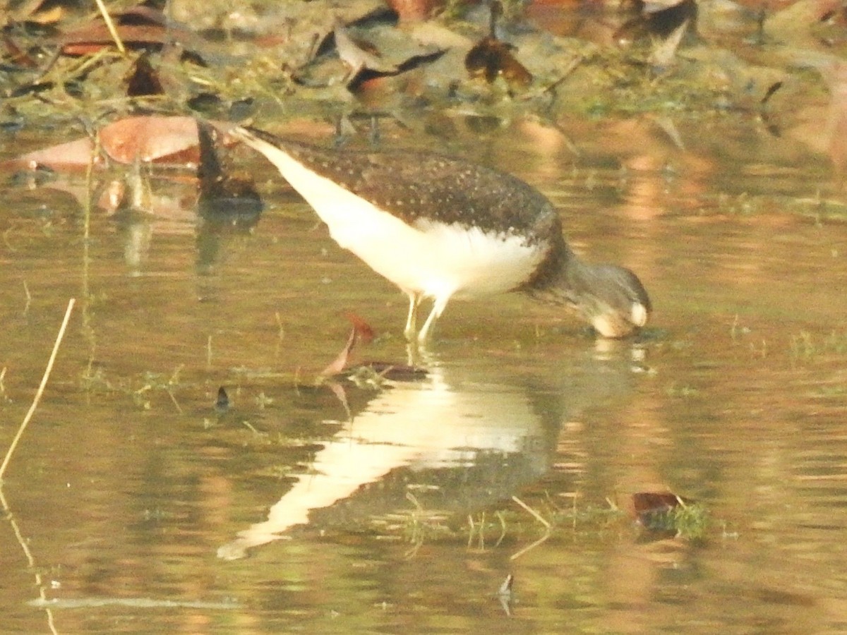 Green Sandpiper - ML645985327