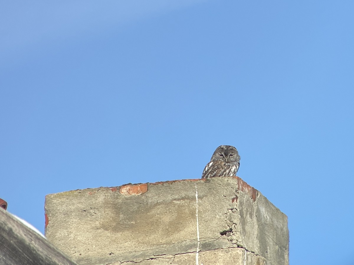 Chouette hulotte - ML645985328