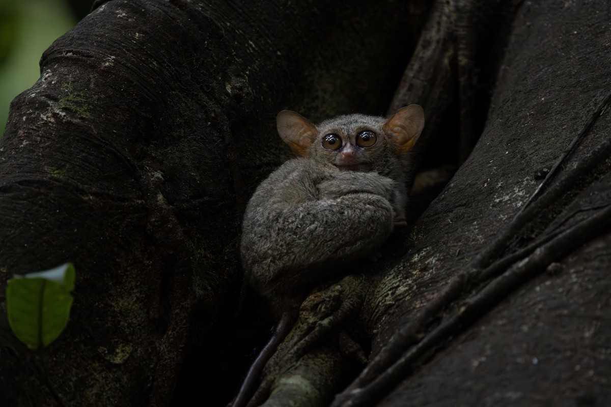 Gursky's Spectral Tarsier - ML645985334