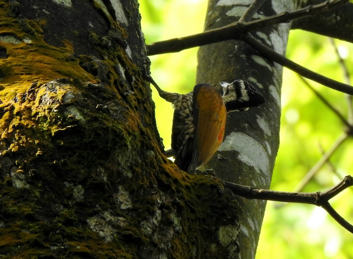 Common Flameback - ML645985335