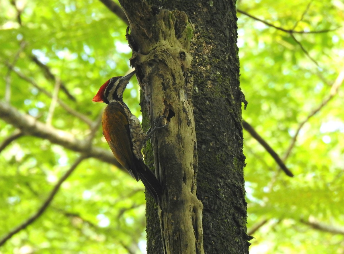 Common Flameback - ML645985336