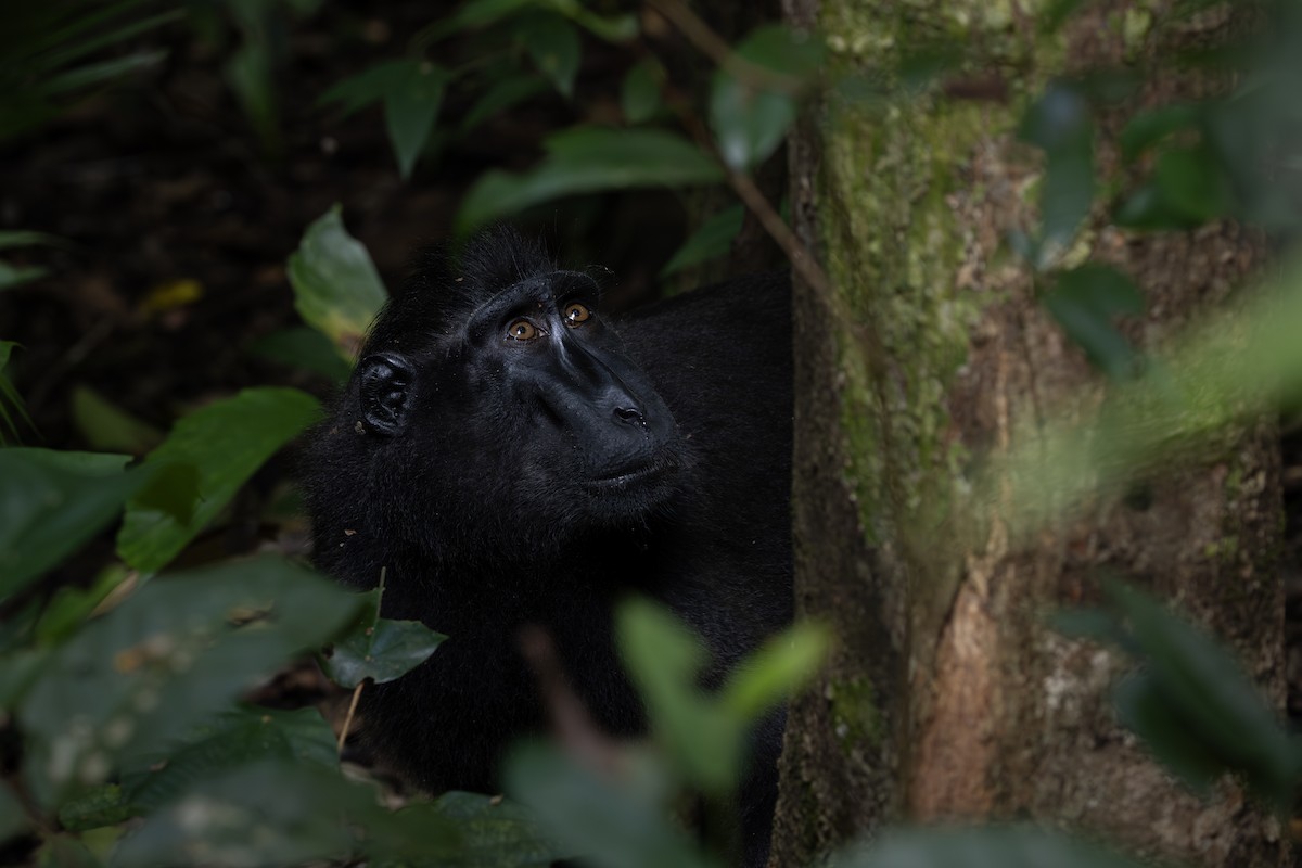 Celebes Crested Macaque - ML645985338