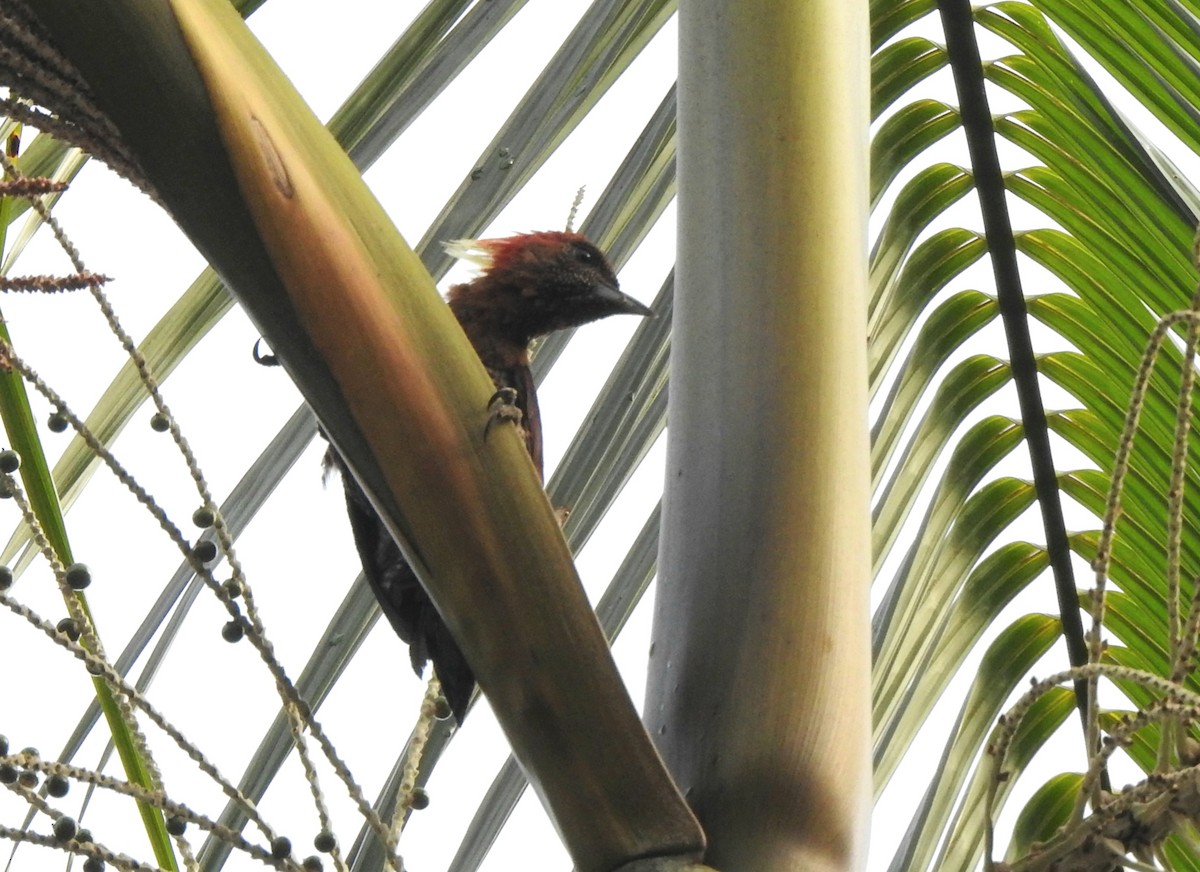 Banded Woodpecker - ML645985350