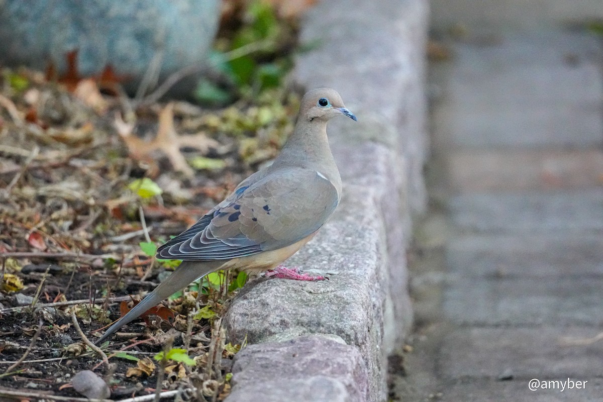 Mourning Dove - ML645985353
