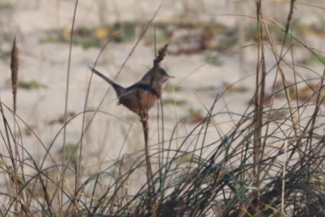 Magnanina comune - ML645985355