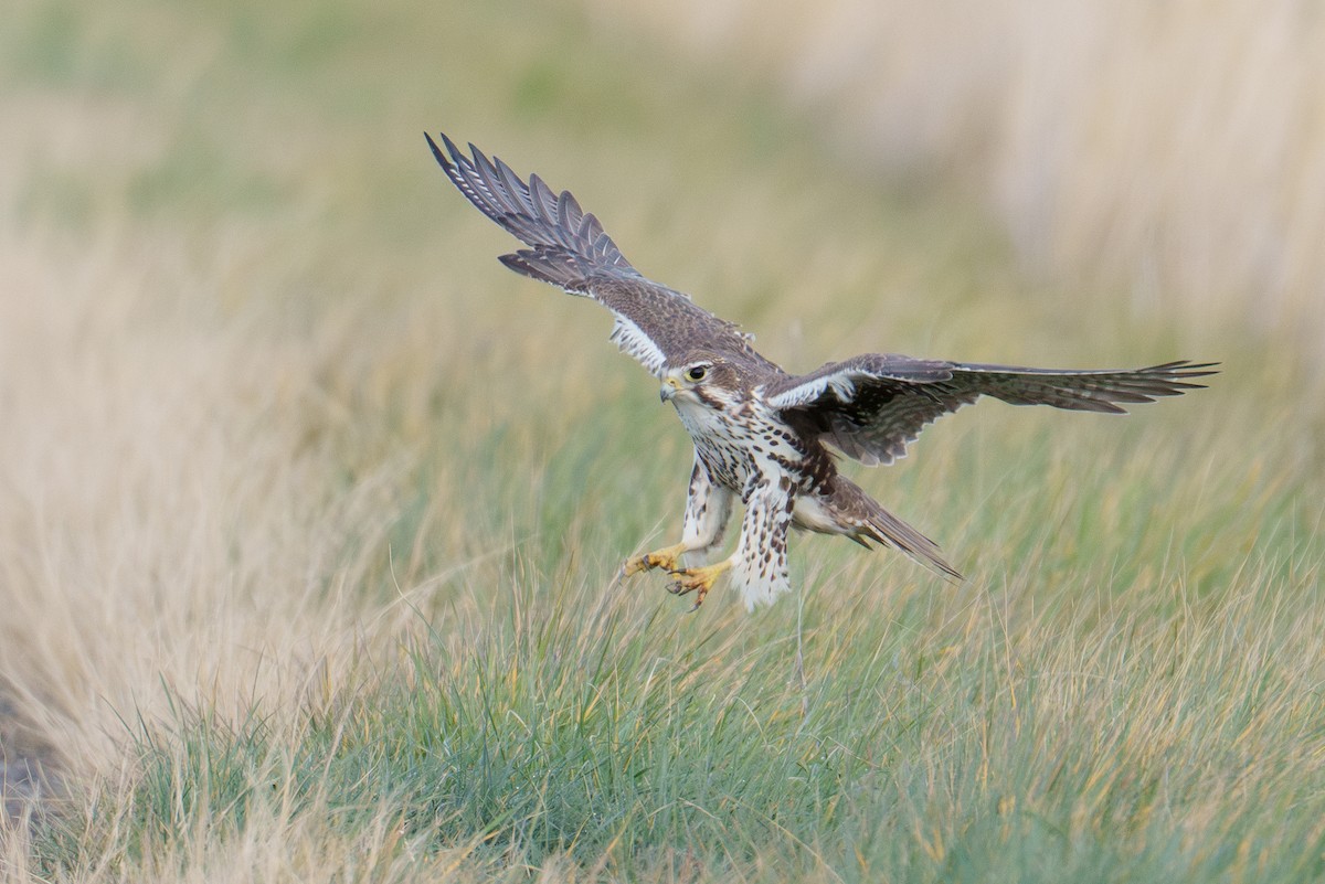 raroh prériový - ML645985356